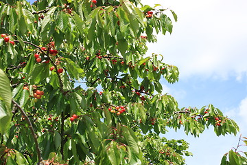 Image showing Cherries on branch