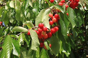 Image showing Cherries on branch