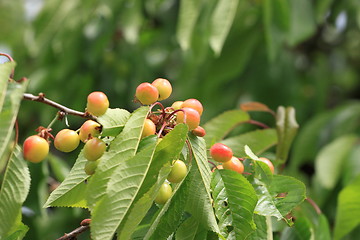 Image showing Cherries on branch