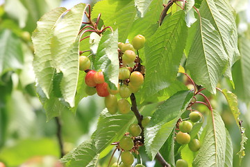 Image showing Cherries on branch