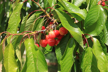 Image showing Cherries on branch