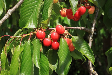 Image showing Cherries on branch