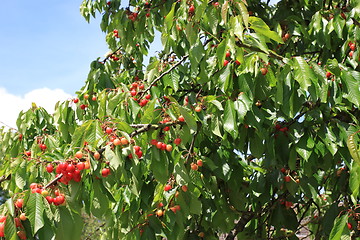 Image showing Cherries on branch