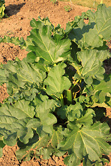 Image showing large rhubarb leaves in a garden in spring