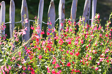 Image showing blue wooden barrier with multicolored flowers of spring