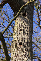 Image showing woodpecker holes on a large tree trunk