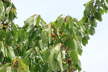 Image showing Cherries on branch