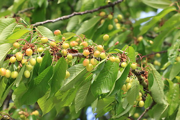 Image showing Cherries on branch