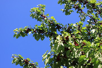 Image showing Cherries on branch