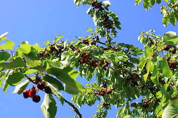 Image showing Cherries on branch