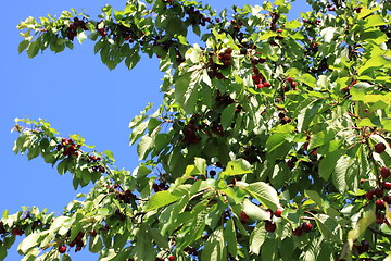 Image showing Cherries on branch