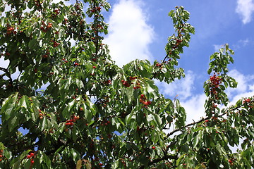 Image showing Cherries on branch