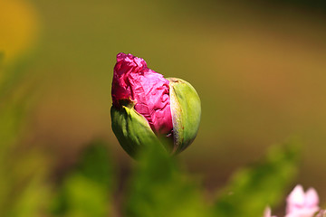 Image showing closeup of a flower bud of poppy pink
