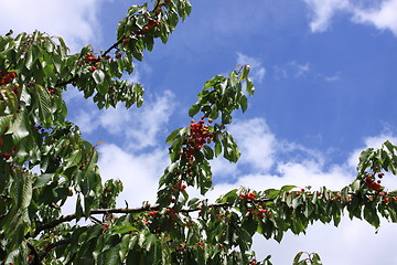 Image showing Cherries on branch