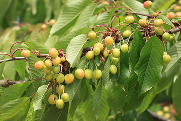 Image showing Cherries on branch