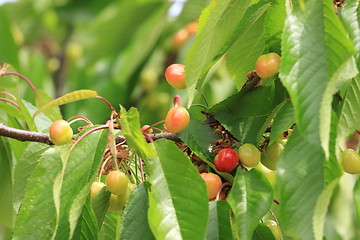 Image showing Cherries on branch