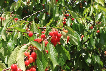 Image showing Cherries on branch