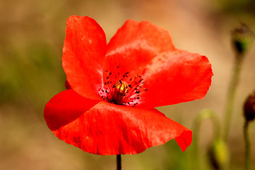 Image showing red poppy close up in a field in summer