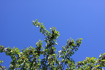 Image showing Cherries on branch