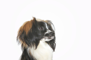 Image showing papillon dog Close-up portrait on a white background 