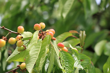 Image showing Cherries on branch