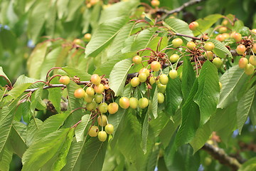 Image showing Cherries on branch