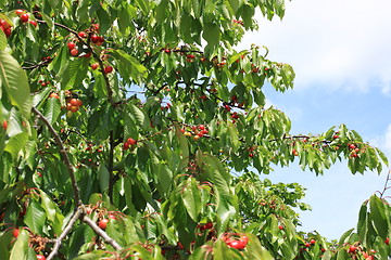 Image showing Cherries on branch