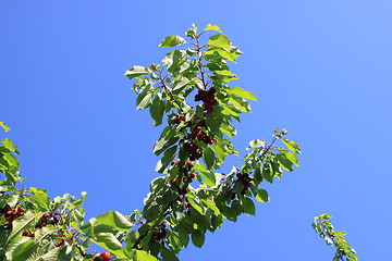 Image showing Cherries on branch