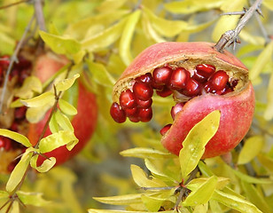 Image showing Pomegranate