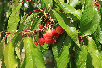 Image showing Cherries on branch