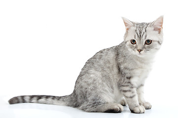 Image showing  grey white Scottish kitten posing