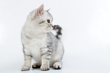 Image showing  grey white Scottish kitten looking aside