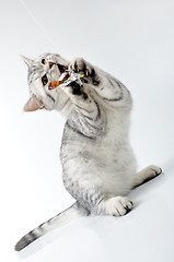 Image showing  grey white Scottish kitten playing with a toy