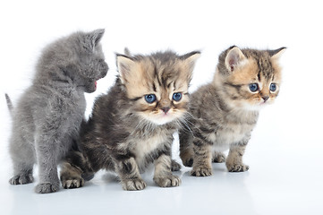 Image showing group of little kittens