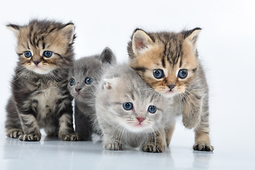 Image showing group of little kittens