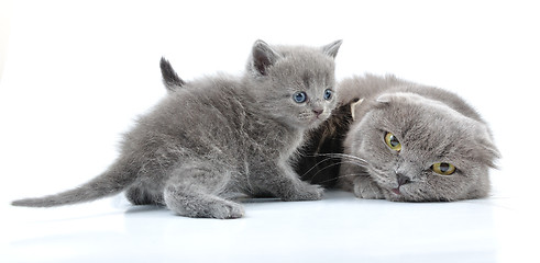 Image showing Scottish folded ear mother cat with kittens