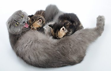 Image showing mother cat breastfeeding her kittens