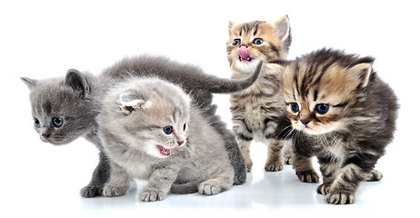 Image showing group of little kittens