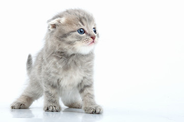 Image showing beautiful young Scottish flod ear kitten