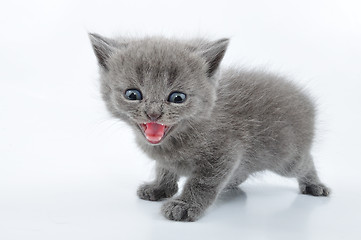 Image showing fuuny grey kitten