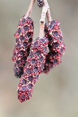 Image showing Catkin