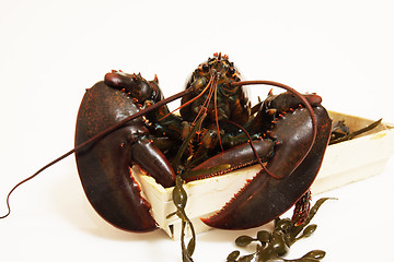 Image showing live lobsters on algae and a white background