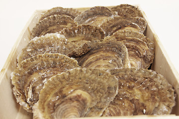 Image showing oysters in a wooden box on a white background