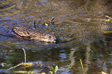 Image showing muskrat swimming in the water of the marsh in spring