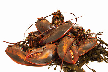 Image showing live lobsters on algae and a white background