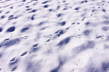 Image showing traces of rabbits and foxes wild in the snow in winter