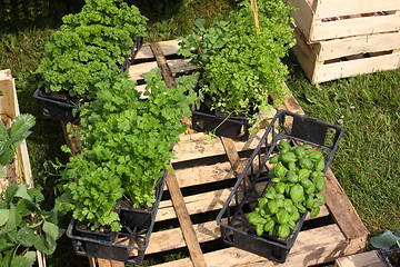 Image showing small pots of plants for planting in the garden