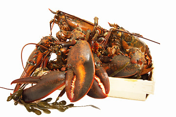 Image showing live lobsters on algae and a white background