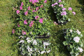 Image showing small pots of plants for planting in the garden