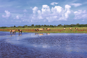 Image showing Henson horses in the marshes in bays of somme in france